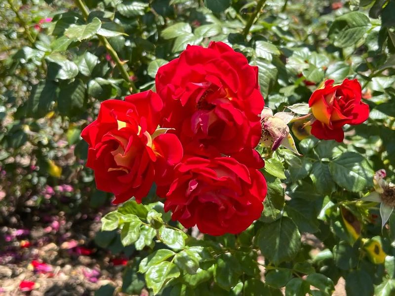 Ketchup & Mustard Rose