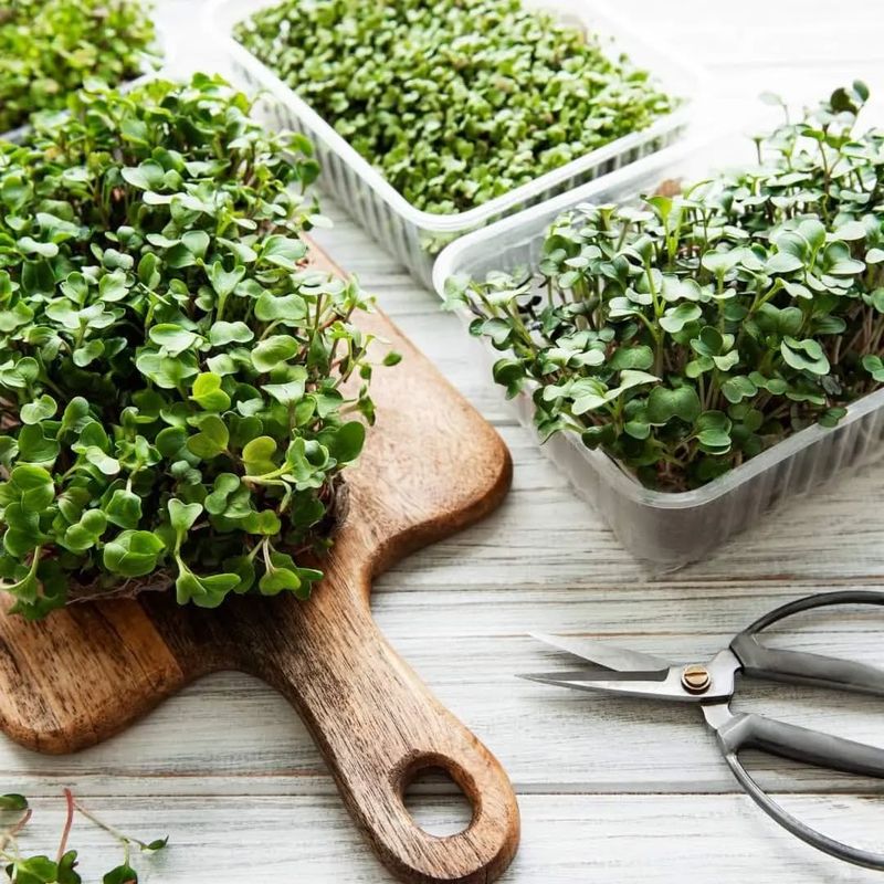 Kitchen Counter Microgreens