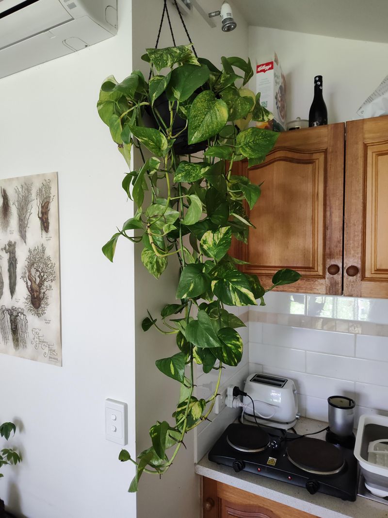 Kitchen: Herbs & Pothos