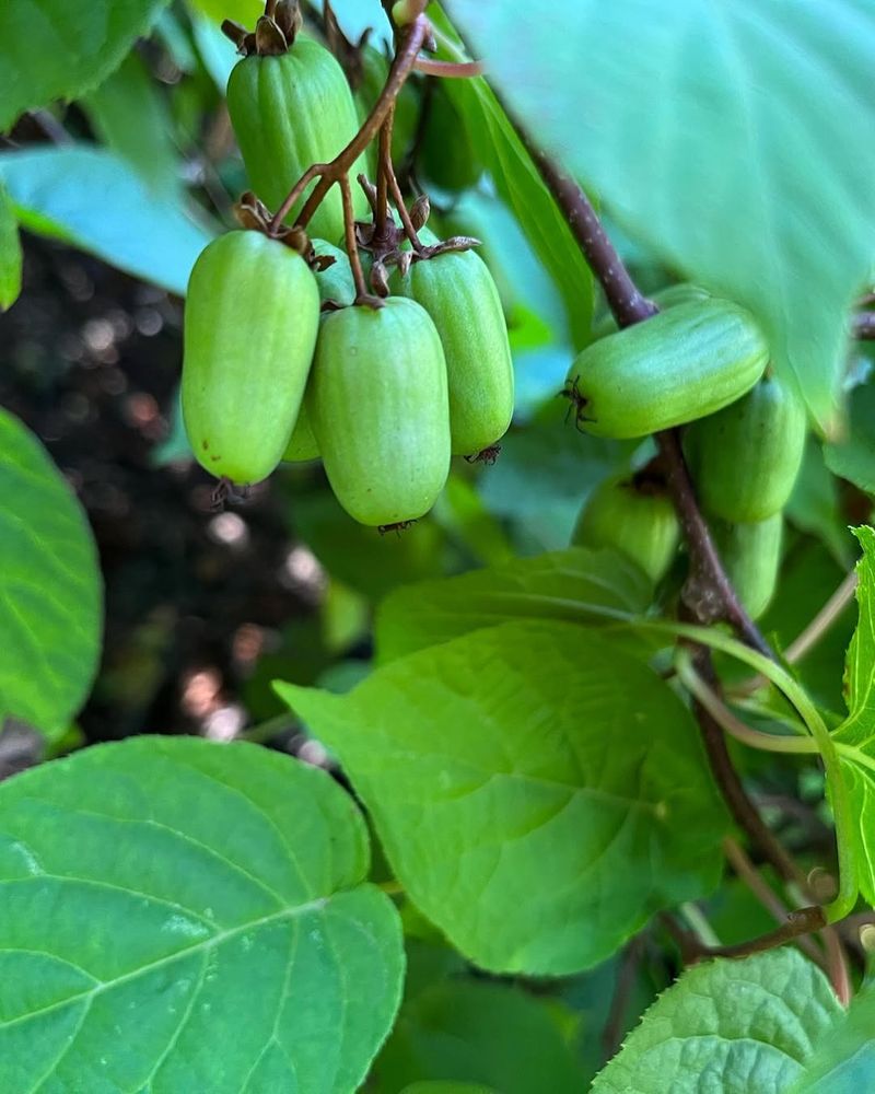 Kiwi Berry Vine