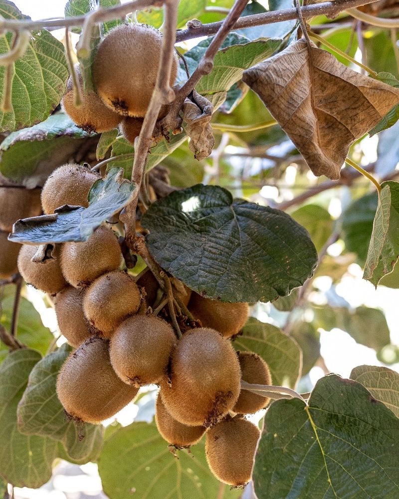 Kiwi Canopy