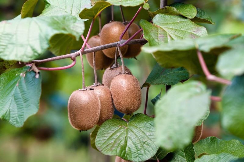 Kiwi Tree