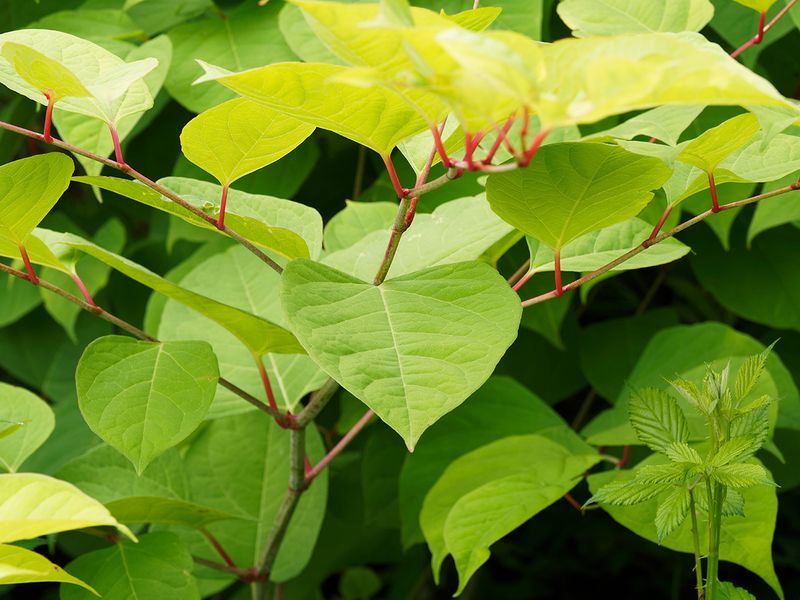 Knotweed