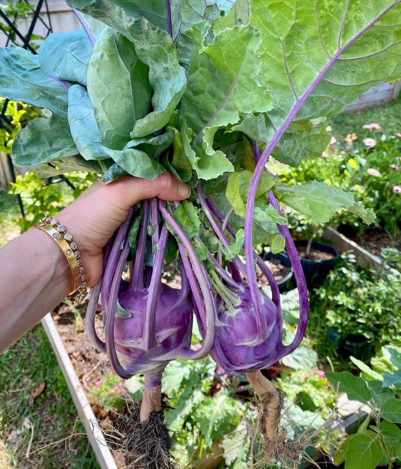 Kohlrabi