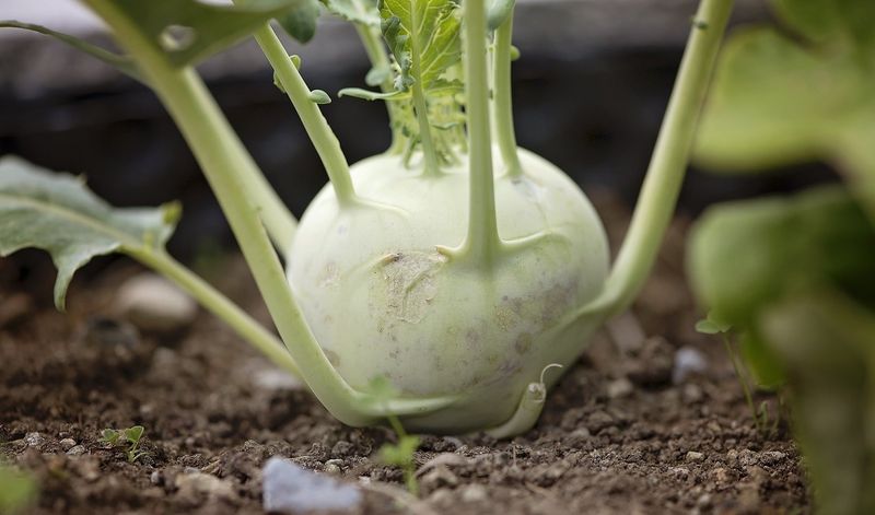 Kohlrabi