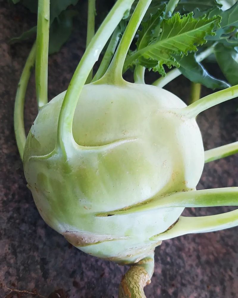 Kohlrabi