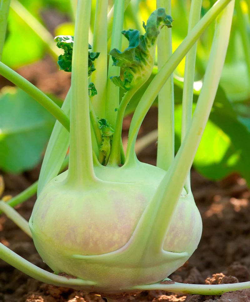 Kohlrabi