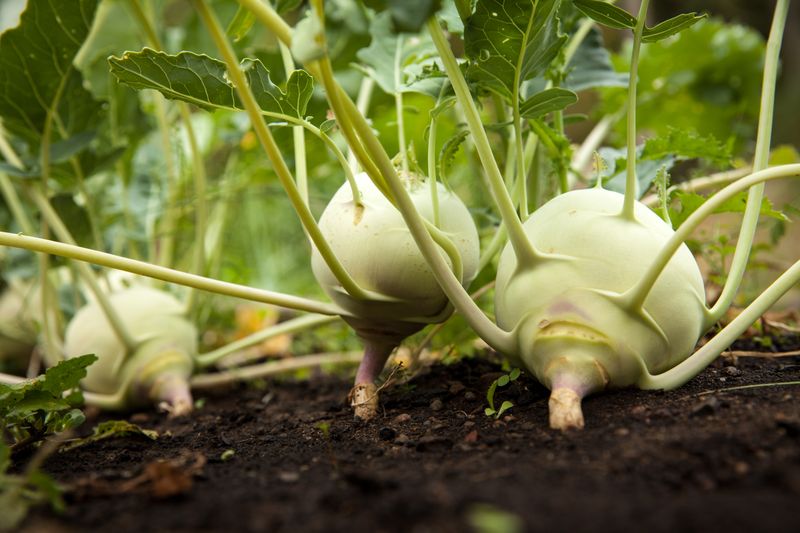 Kohlrabi