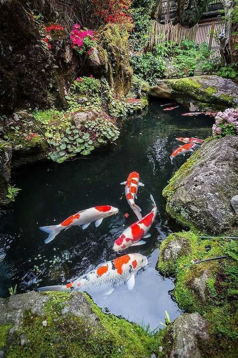 Koi Ponds