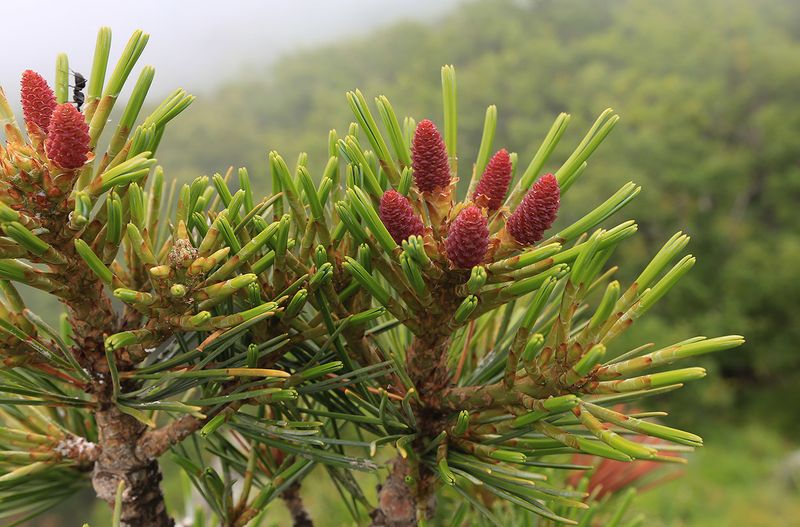 Korean Pine