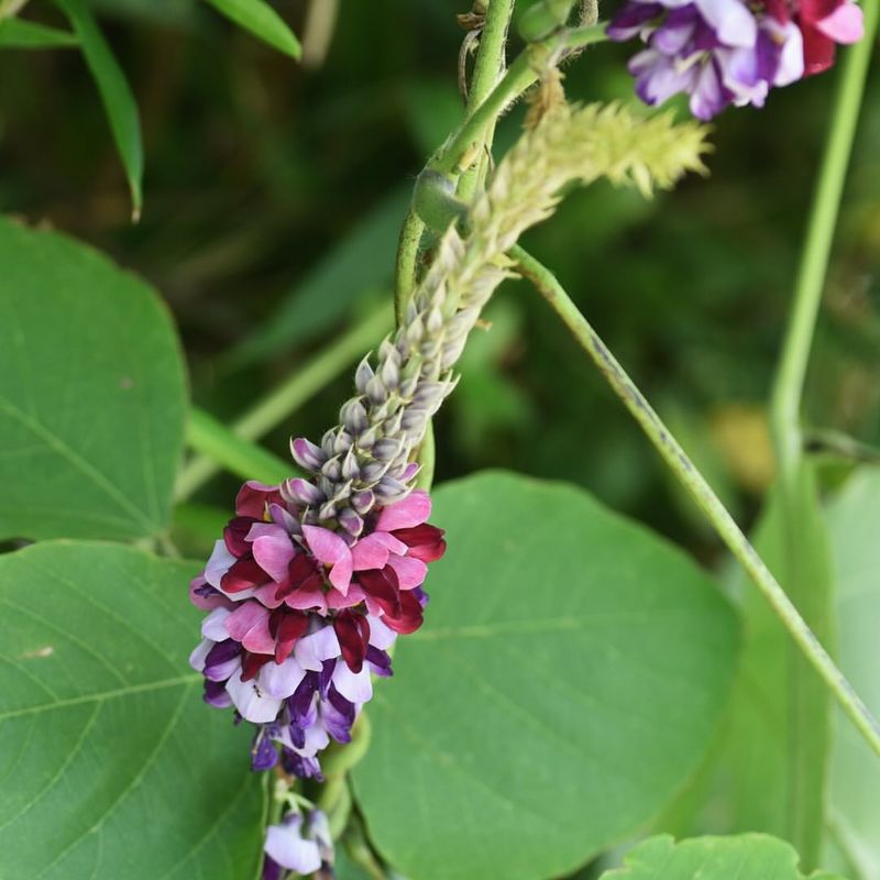 Kudzu