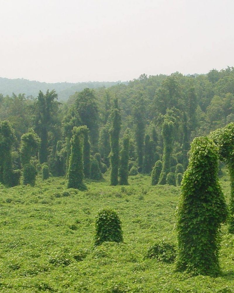 Kudzu