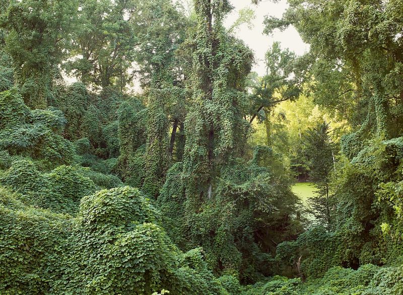 Kudzu