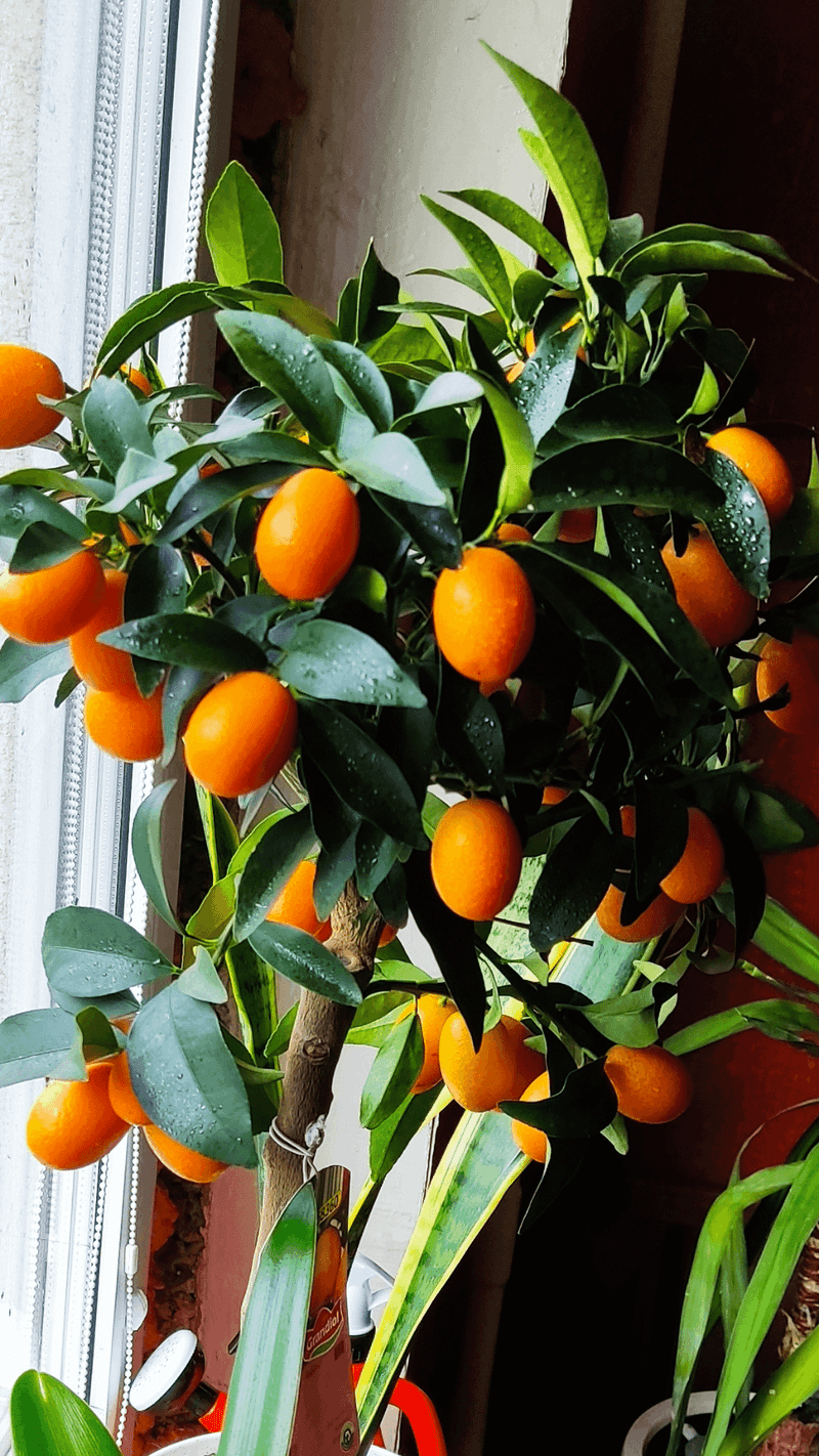 Kumquat Tree