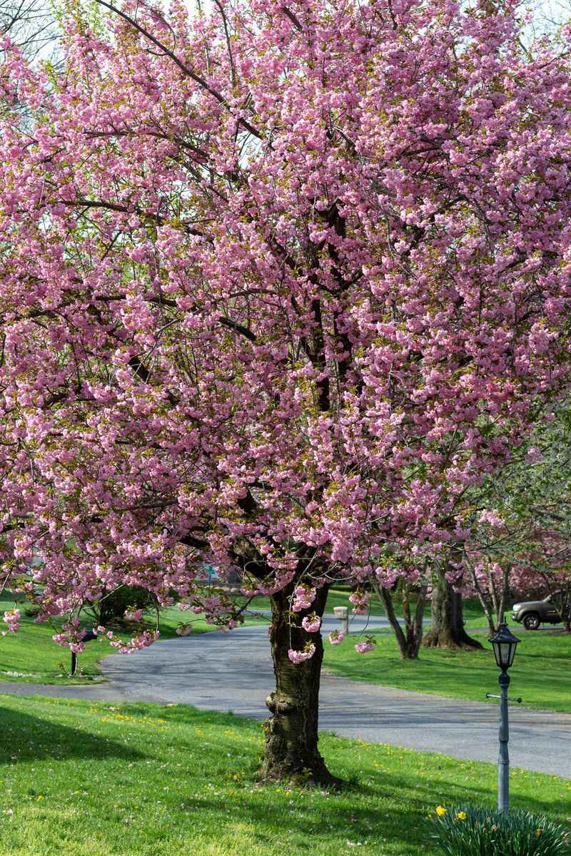 Kwanzan Cherry