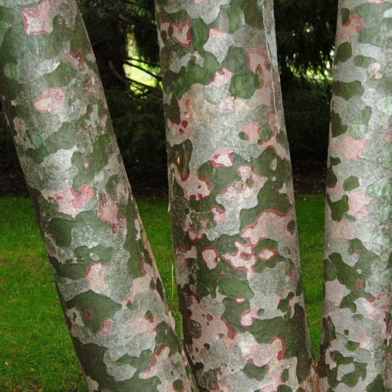 Lacebark Pine