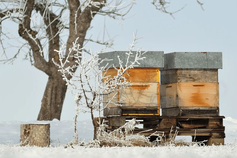 Lack of Winter Shelter