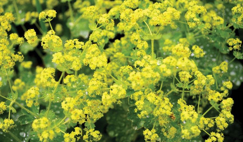 Lady's Mantle