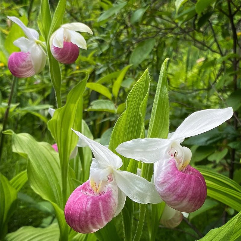 Lady's Slipper Orchid