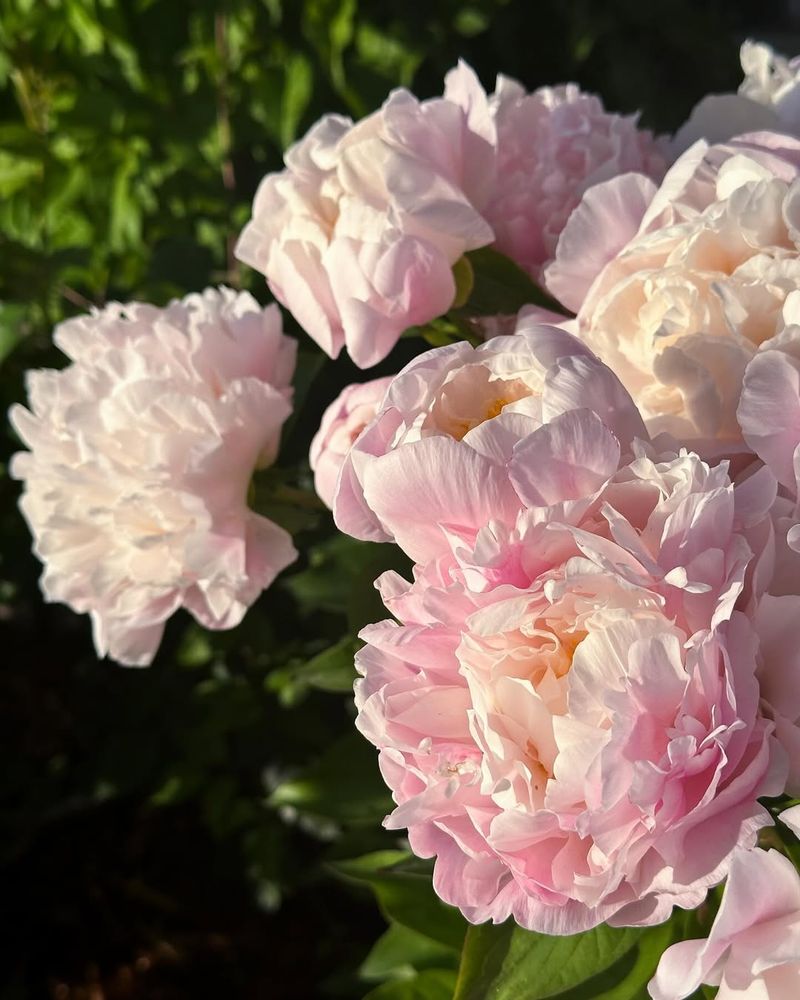 Lady Alexandra Duff Peony