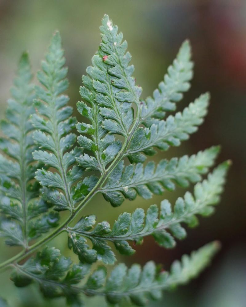 Lady Fern