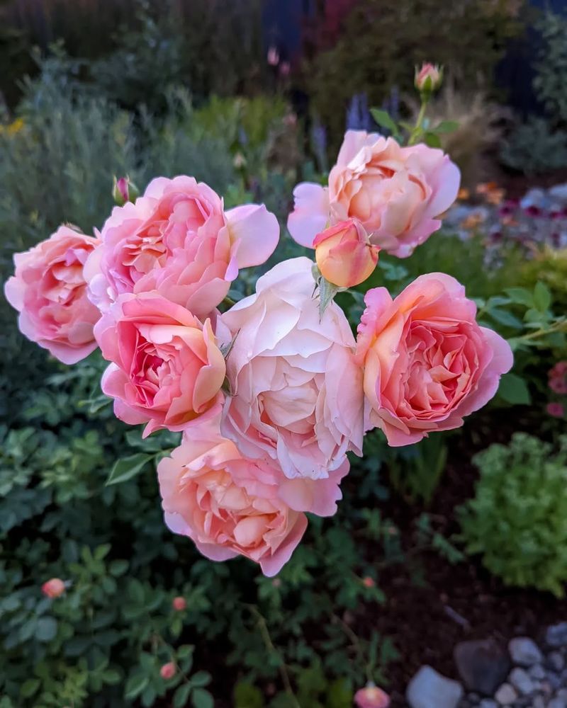 Lady of Shalott