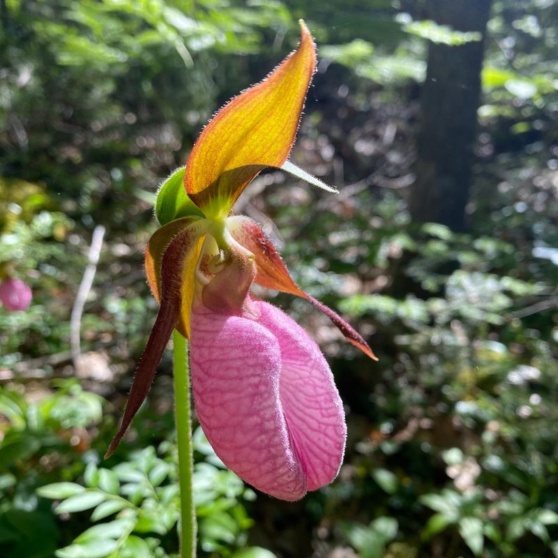 Lady's Slipper Orchid