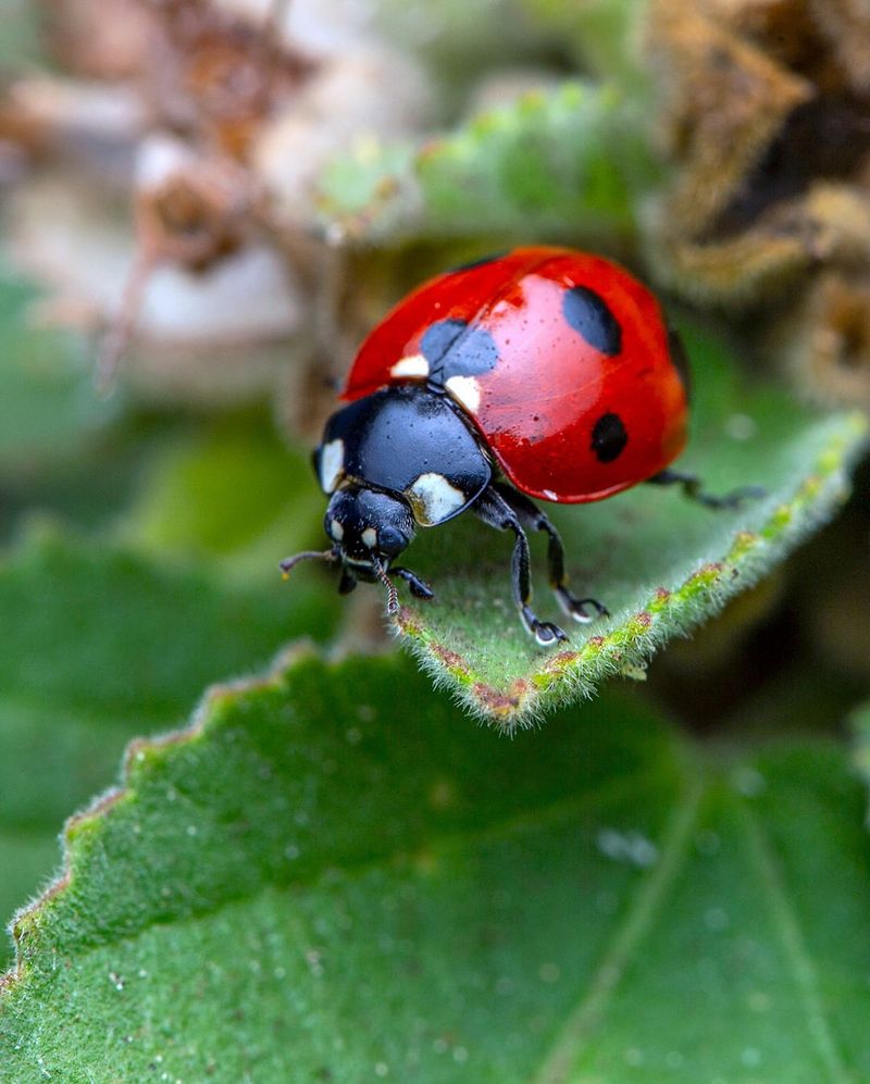 Ladybug