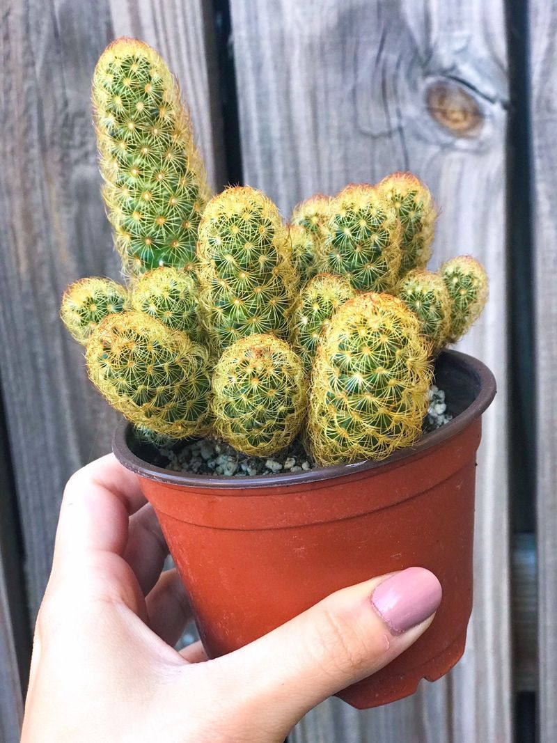 Ladyfinger Cactus