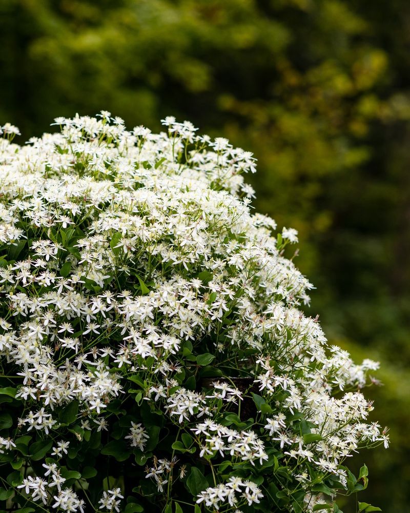 Sweet Autumn Clematis