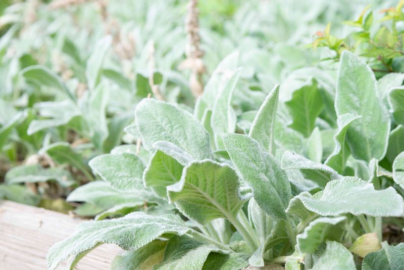 Lamb's Ear