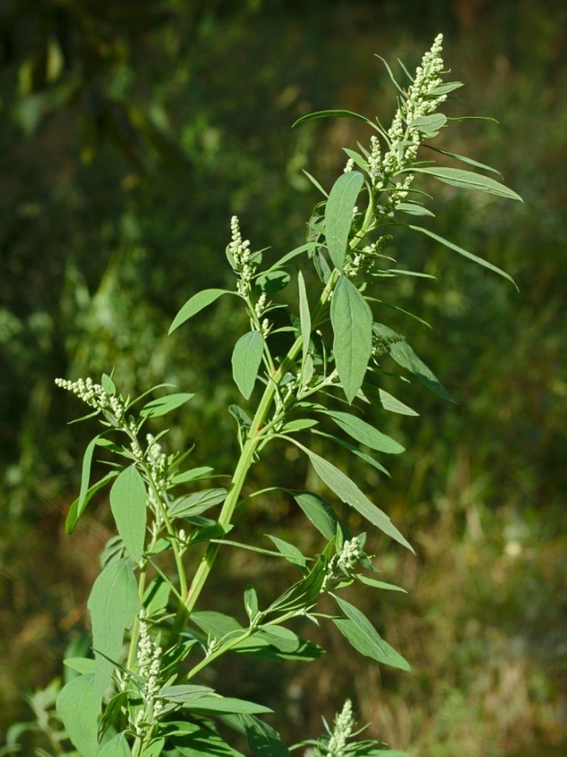 Lambsquarters Liquidator