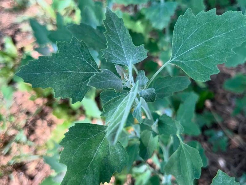 Lambsquarters