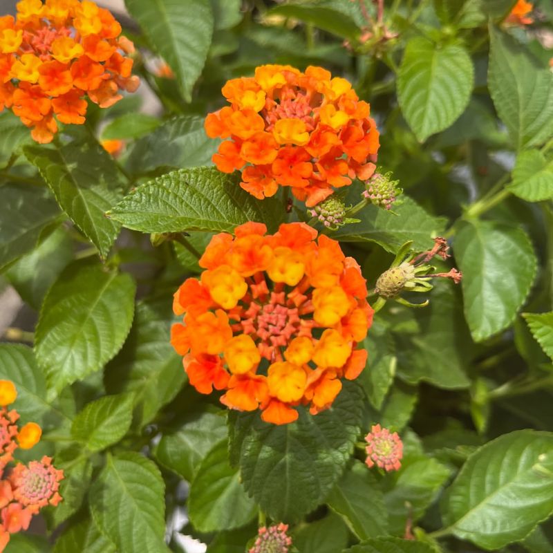 Lantana