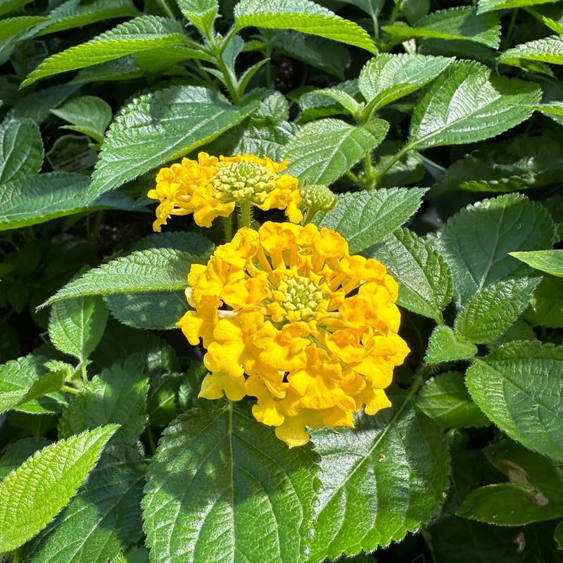 Lantana