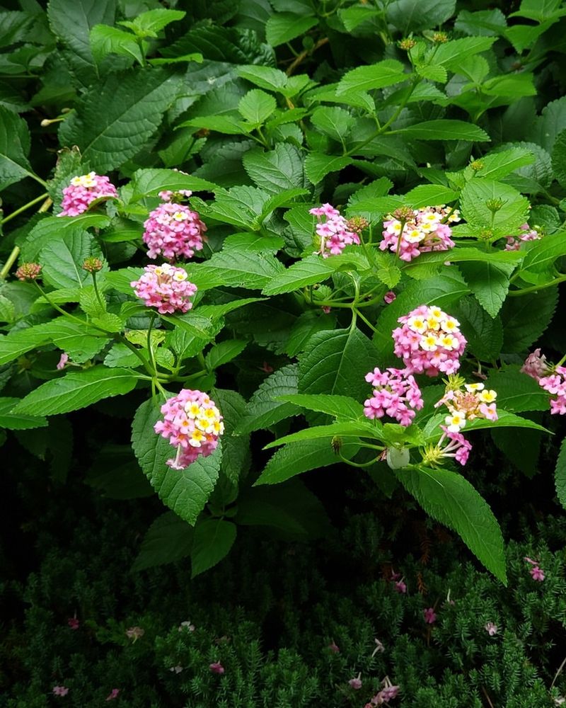 Lantana