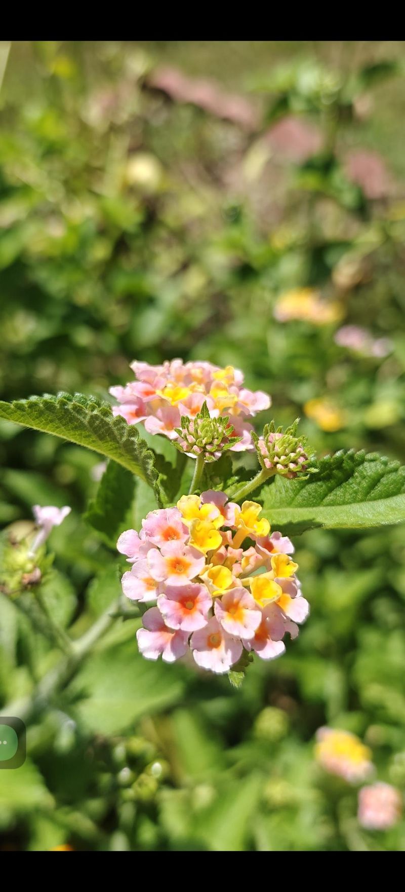 Lantana