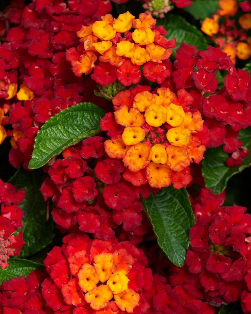 Lantana