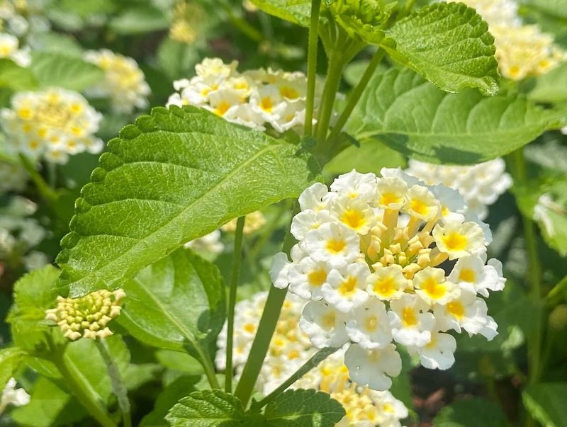 Lantana