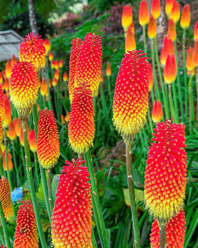 Red Hot Poker