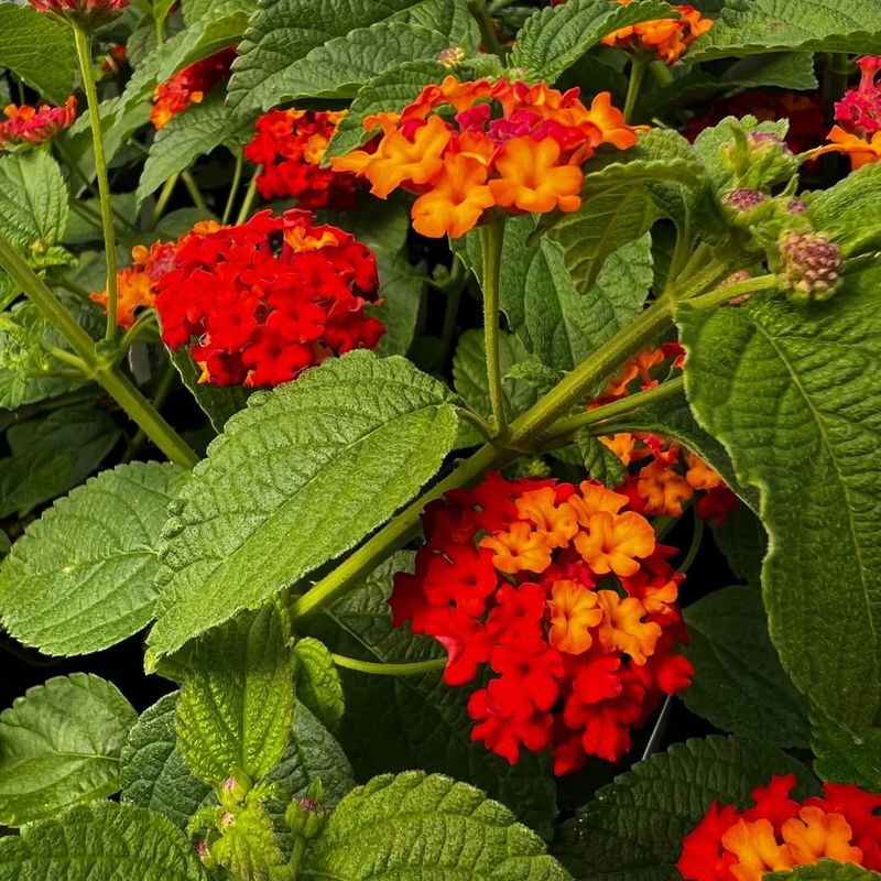 Lantana