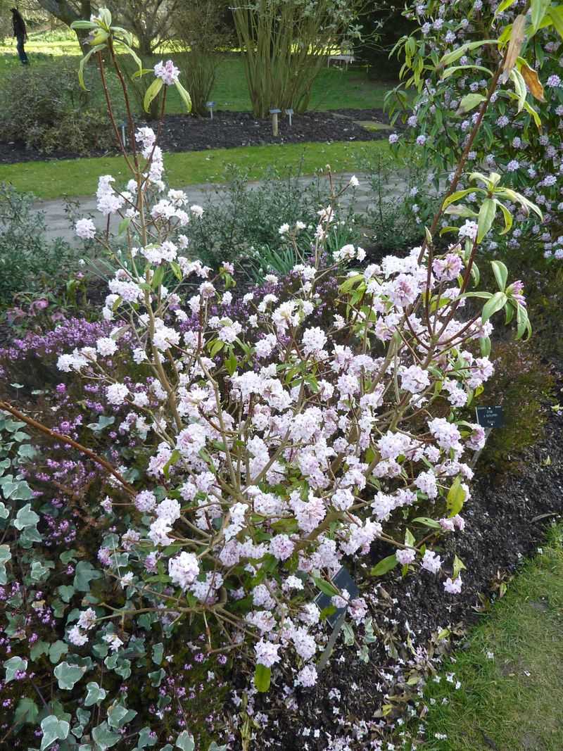 Daphne (Daphne spp.)