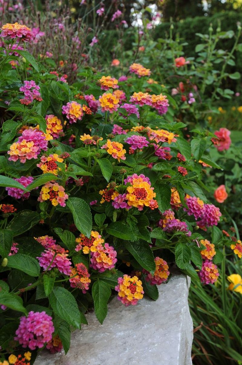 Lantanas