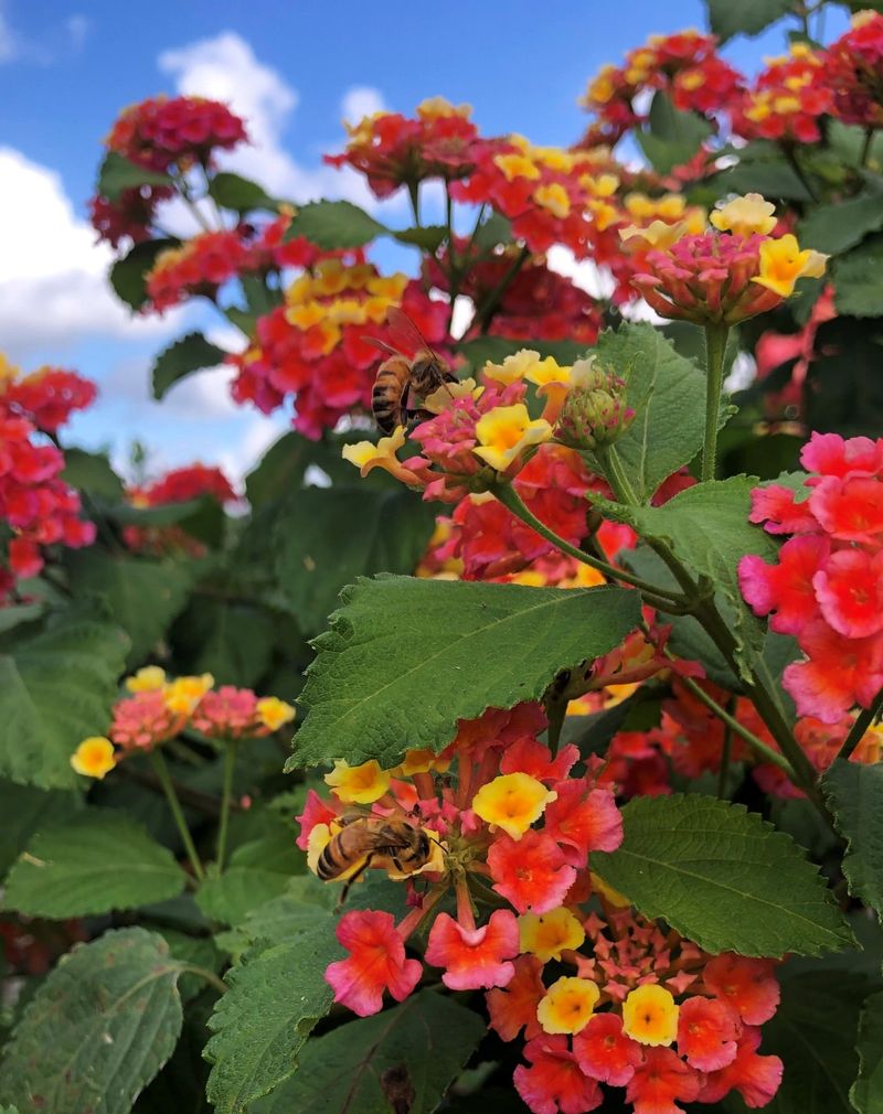 Lantanas