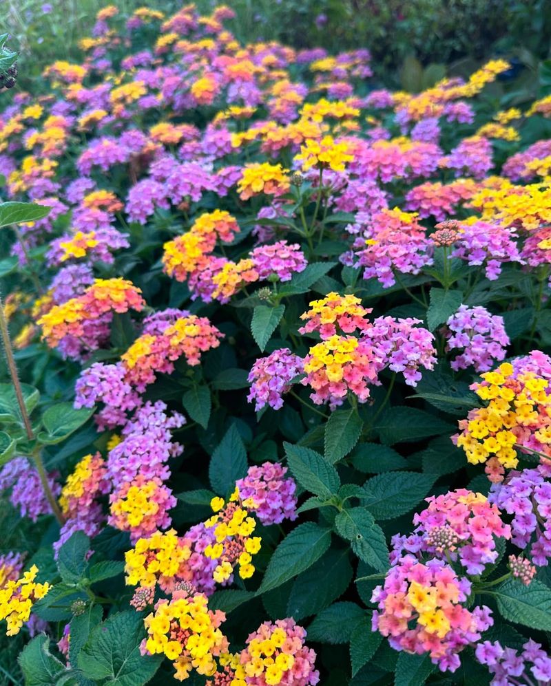 Lantanas