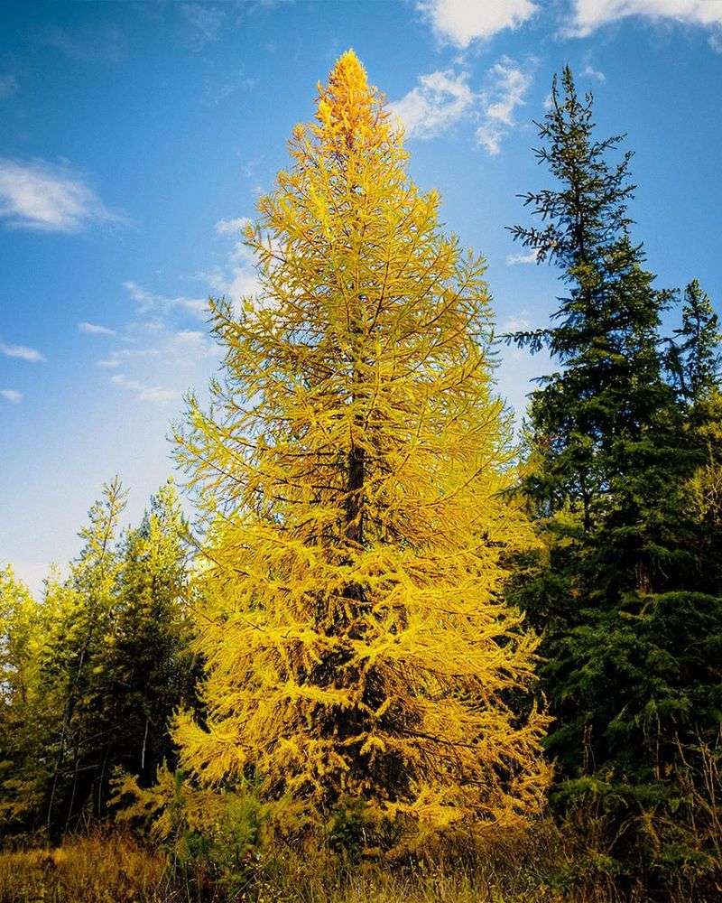 Larch Trees