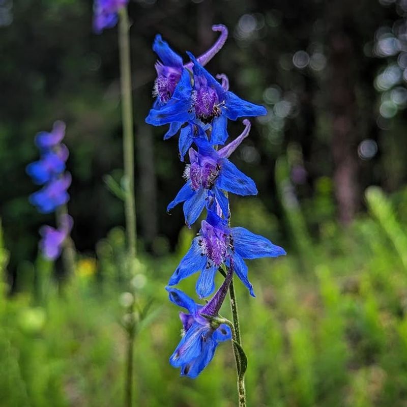 Larkspur