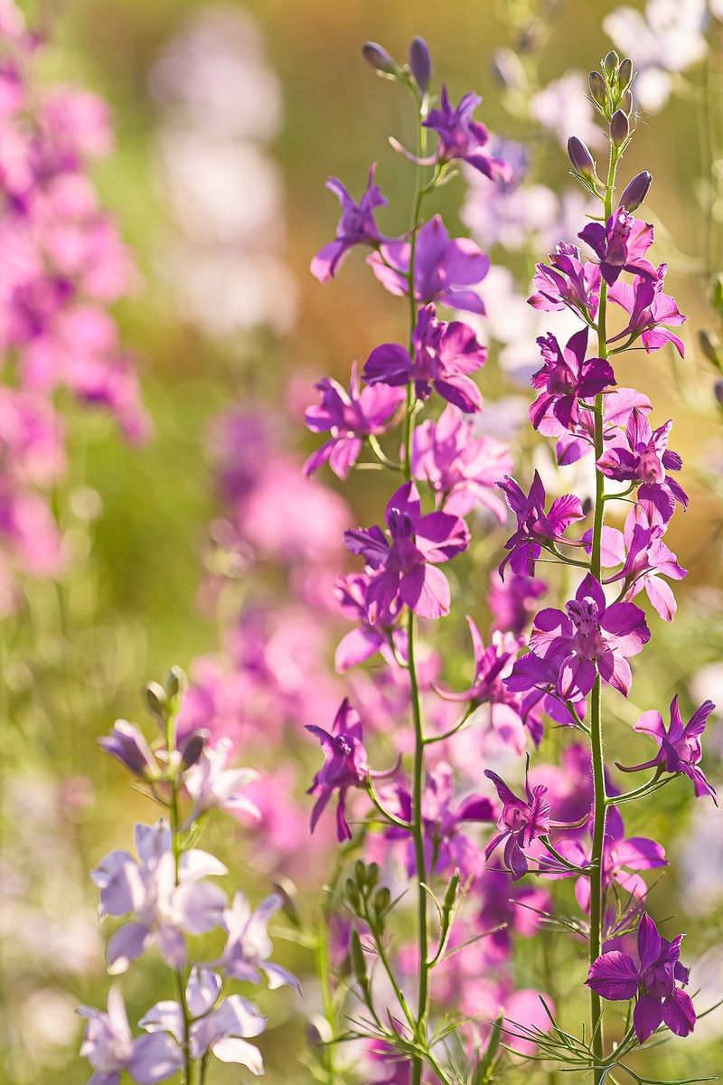 Larkspur Liveliness