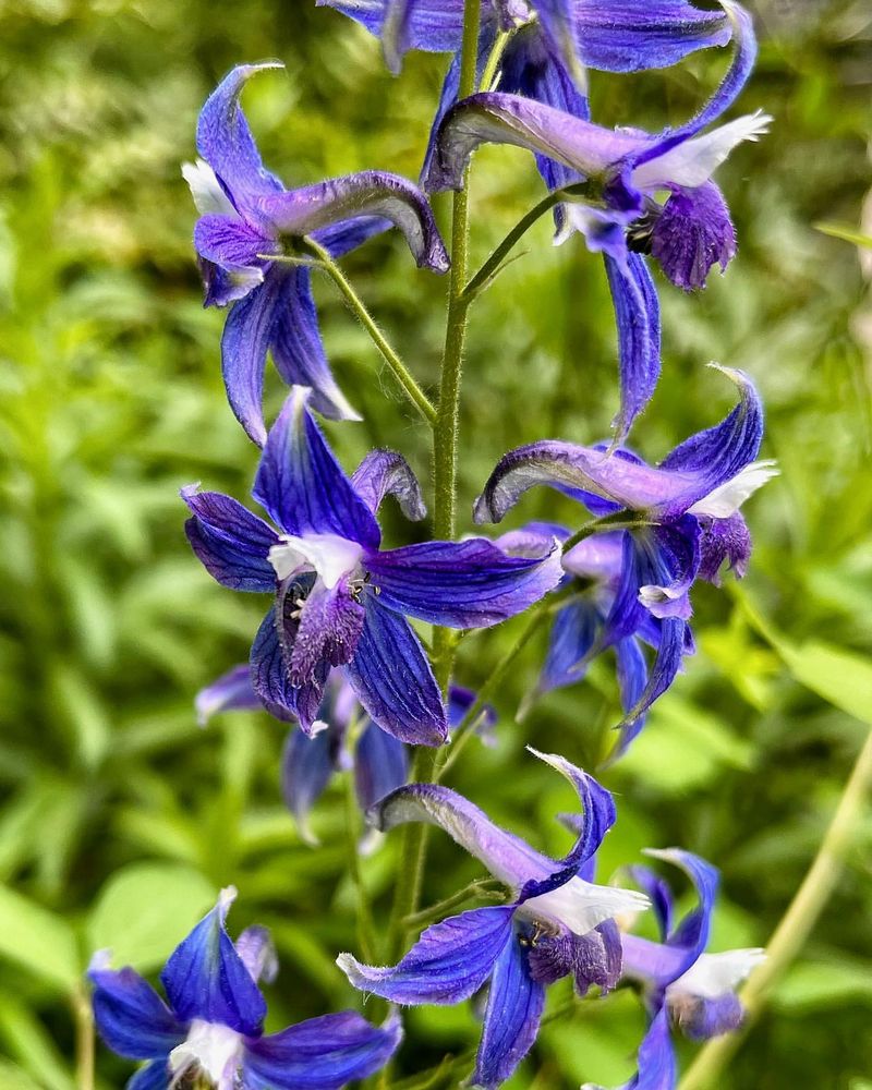 Larkspur