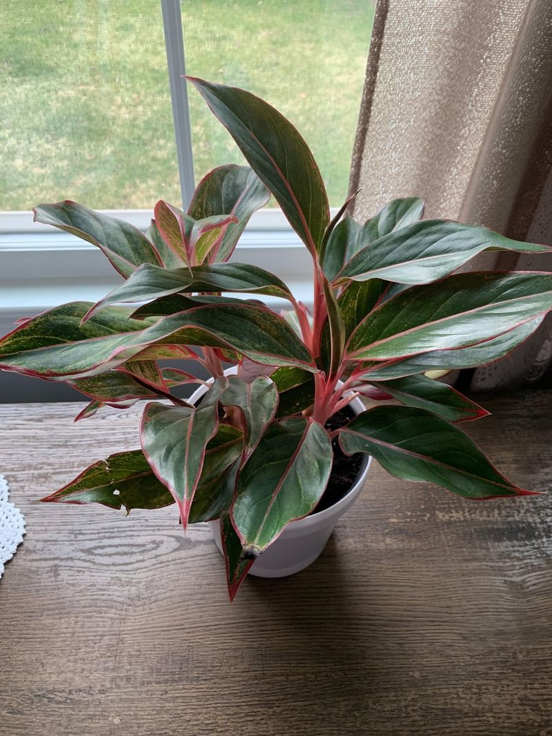 Laundry Room: Chinese Evergreen & Cast Iron Plant